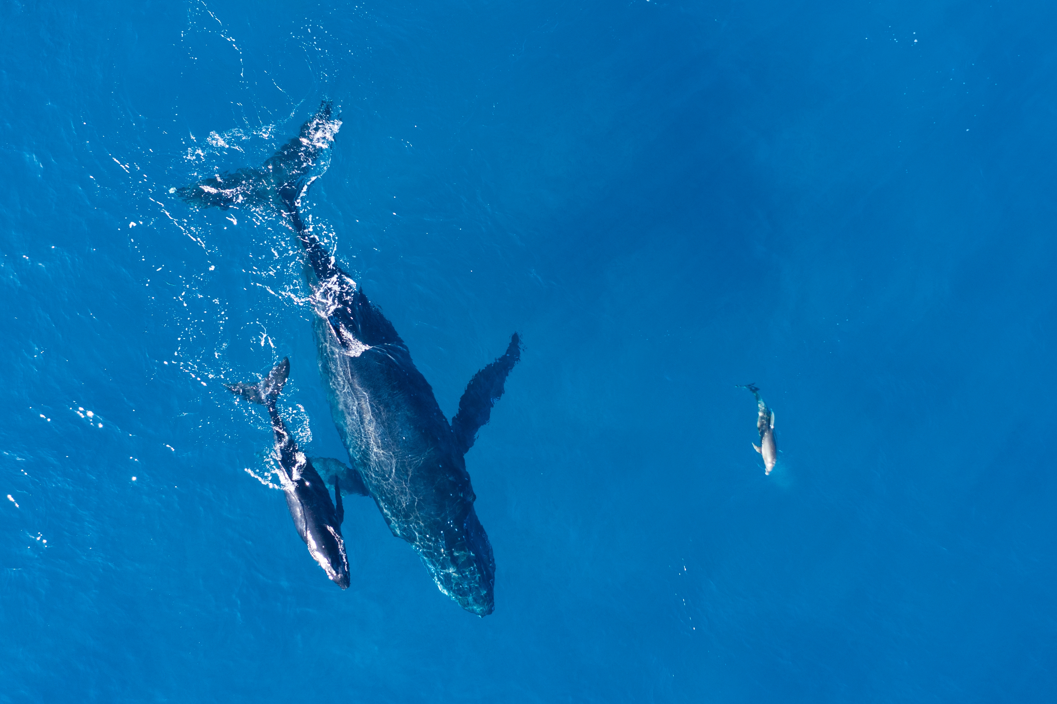 Humpback whales photographed from above with aerial dron