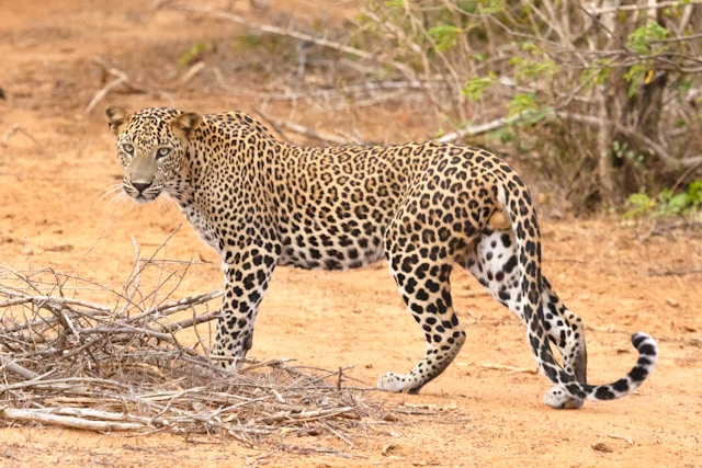 An image of a leopard in the wild.